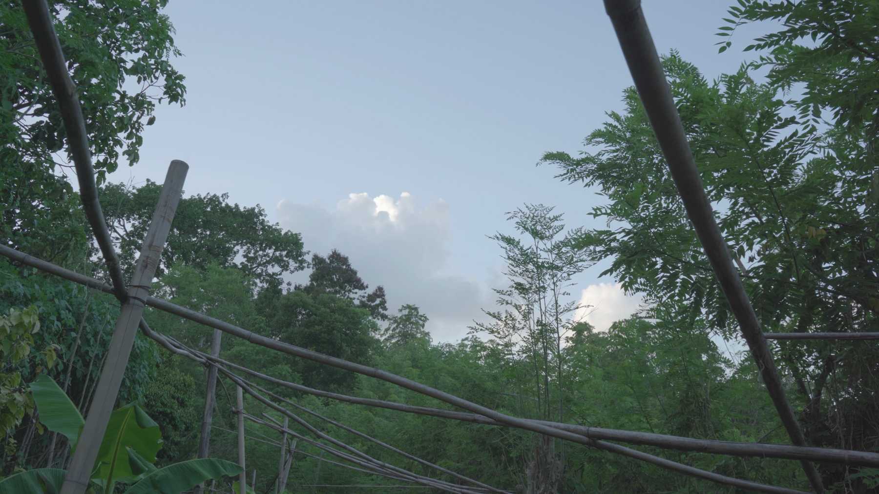 Fruit tree support structure in agroecological farm in Veracruz