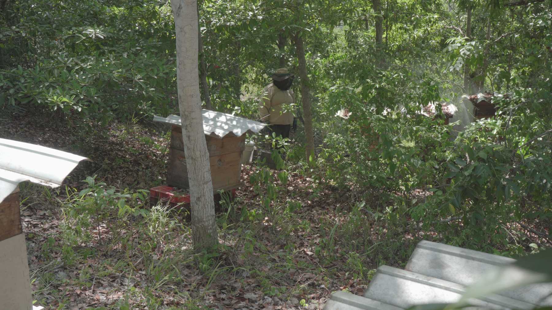 TERRITORY/2023_koko-bees.jpg